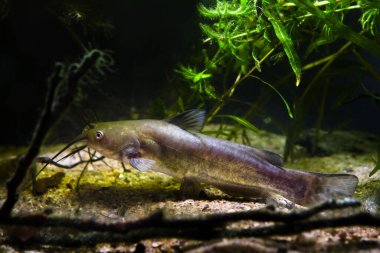 greedy freshwater predator Channel catfish rest on sand bottom in European temperate cold-water river biotope aquarium, true natural aquadesign clipart