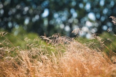 Tohumları yumuşak yaz rüzgarında dalgalanan yabani otların kökleri, güzel, sıcak doğrudan güneş ışığı, soğuk bulanık orman arkaplan deseni ve boş alan bokeh
