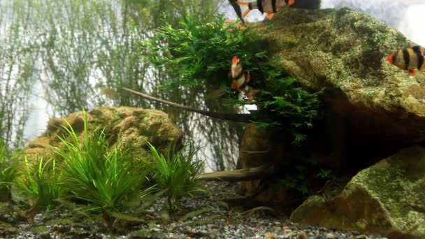 Vicces és kíváncsi háziállatok tigris Barb, Puntigrus tetrazona és puhatestű aktívan úszni és játszani a természetben ültetett aqua — Stock videók