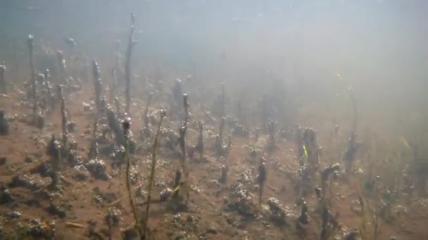 Schneller Strom ohne sichtbare Pflanzen im Sandboden, ökologische Katastrophe in einem flachen Süßwasserfluss, schlammiges und schmutziges Wasser, Naturschäden in der Ukraine — Stockvideo