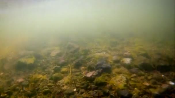 Schneller Strom ohne sichtbare Pflanzen im Sandboden, ökologische Katastrophe in einem flachen Süßwasserfluss, keine Fische, zerstörerische Auswirkungen auf den Menschen — Stockvideo