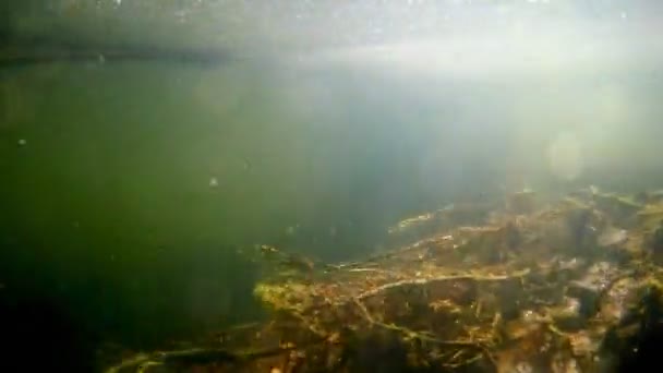 Sun rays get through muddy water, no visible plants in mud bottom, ecological disaster in a shallow freshwater river, no fish, destructive human impact — Stock Video