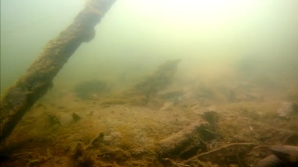 Driftwood tree branches, fallen leaves and algae in muddy water, no visible plants in mud bottom, ecological disaster in a shallow freshwater river, destructive human impact — Stock Video