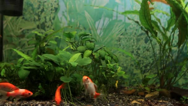 Japon balığı, yapay su ticareti türleri, genç ve sağlıklı kuyrukluyıldız benzeri uzun kuyruklar ve parlak turuncu renkli süslemeler doğada ekilmiş akvaryum balıkları. — Stok video