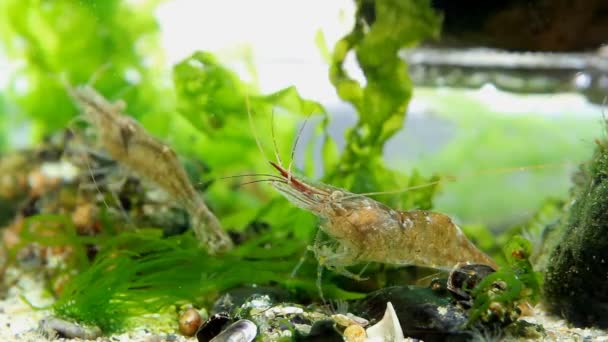 Funny and active crustacean pet Palaemon adspersus, Baltic prawn, saltwater decapod feed on sea vegetation — Stock Video
