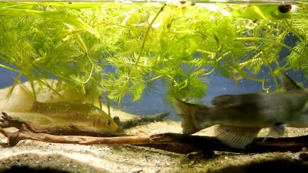 Bagre canal hambriento y agresivo, peligroso depredador invasor de agua dulce y cruciano, Carassius gibelio alimentación con gusano de sangre congelado y cíclope en el acuario de peces biotopo europeo, fondo de arena — Vídeo de stock