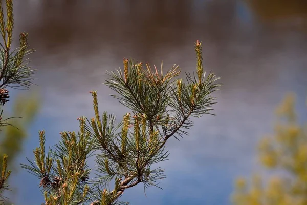 Fenyő Tűkkel Virágokkal Tavaszi Napsütésben Sötét Természetes Folyó Elmosódott Háttér — Stock Fotó