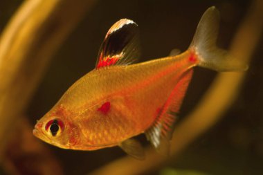 Kanayan kalp tetra, Rio Negro 'dan popüler süs suyu balığı, parlak renkli genç erkek düşük açık tenli kahverengi suda, biotope su işareti