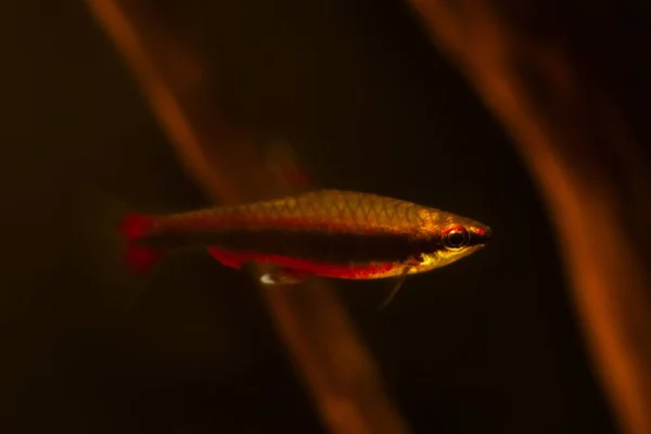成年雄性梭鱼隐藏在自然界中的浮木中 生物水底设计水族馆 昏暗的灯光下闪烁着丹宁染色水 来自里约热内卢的观赏性黑水鱼 — 图库照片