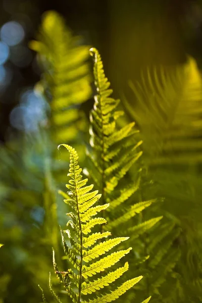 Ανοιχτόχρωμα Πράσινα Φύτρα Φύλλων Φτέρης Αναπτύσσονται Στον Ανοιξιάτικο Ήλιο Σκούρο — Φωτογραφία Αρχείου