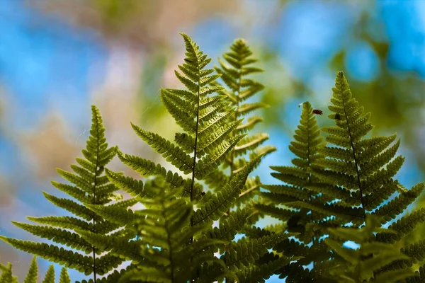 Jasne Zielone Młode Zdrowe Liście Paproci Kolorowym Naturalnym Lesie Rozmytym — Zdjęcie stockowe