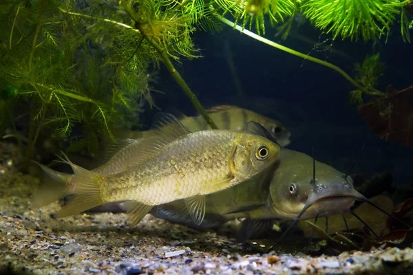 Group Fish Greedy Freshwater Predator Channel Catfish Prussian Carp Common — Stock Photo, Image