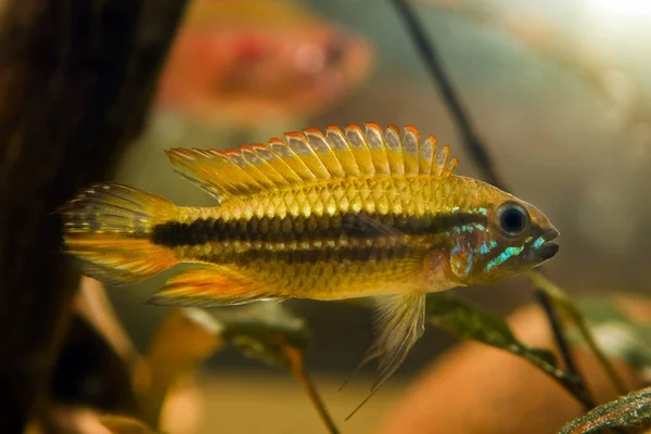 野生の攻撃的な支配的な男性Apistogramma Mendezi 珍しいと淡水ドワーフのシクリッドを維持するのは難しい侵略を実証します — ストック写真