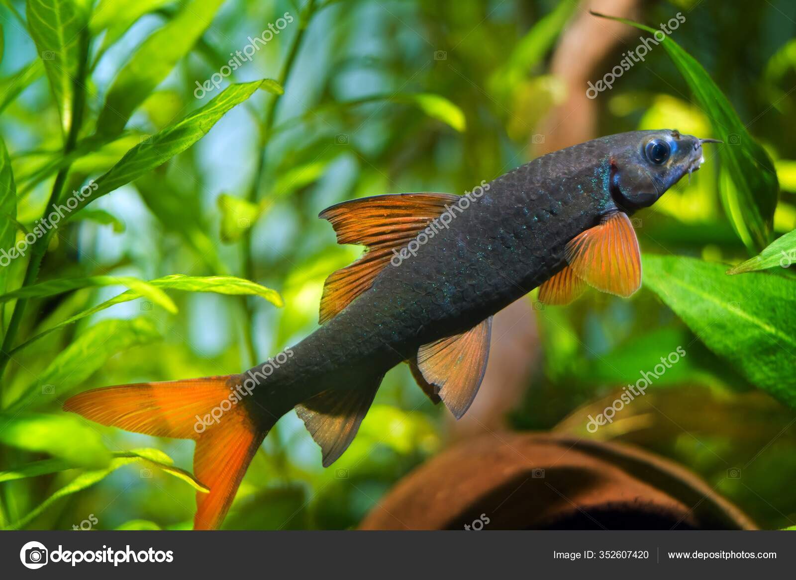 受欢迎的淡水鱼种类长有黑色身体和橙色鳍的年长物种生活在人工种植的自然水族馆美丽的宠物——图库图片© Valeronio #352607420