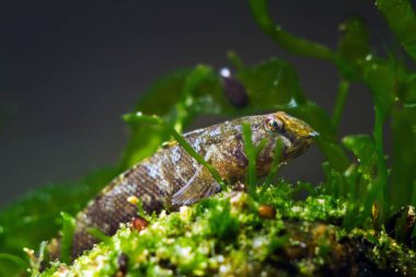 Tubenose goby, ürkek, dikkatli gobiid balığı, cüce geniş çaplı tuzlu su türleri, yeşil yosunlu taşın üzerinde, doğada Karadeniz deniz biyopsi akvaryumu tasarımı.