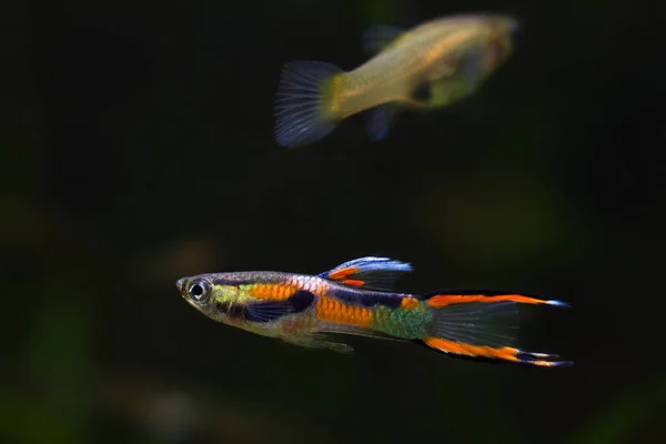 Guppy Endler Vuxen Hane Sötvattensakvarium Fisk Levande Neon Glödande Lekande — Stockfoto