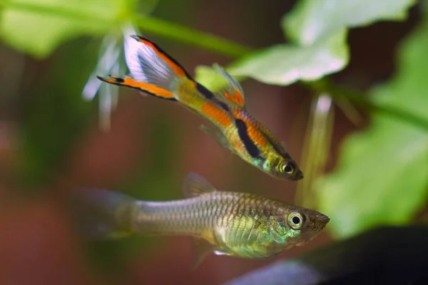 young female of freshwater aquarium fish endler guppy, followed by vibrant neon glowing colored male in background, nature aquarium with healthy inhabitant