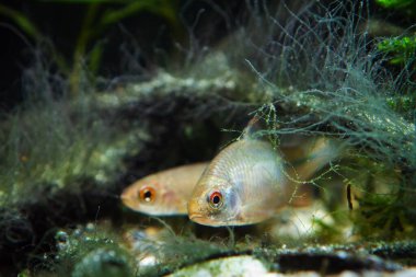 male of European bitterling and sunbleak, beautiful temperate adult fish watch attentively and hide in driftwood covered with algae, coldwater freshwater biotope aquarium clipart