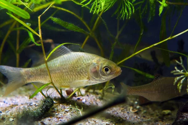 물고기 Prussian Carp Gibel Carp 의어린 개체는 기후의 차가운 수족관에서 — 스톡 사진