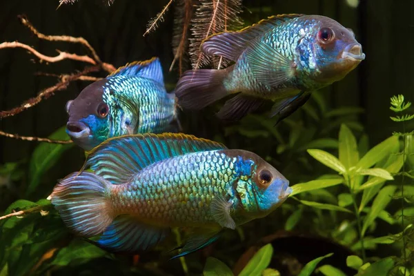 Group Nannacara Adult Active Healthy Freshwater Cichlid Fish Artificial Breed — Stock Photo, Image
