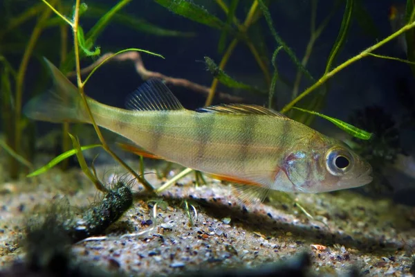 ジャガイモの水生植物 自然冷たい川のビオトープ水族館 絶滅危惧種の捕食魚 自然景観の密な植生でヨーロッパのパーチ泳ぐ — ストック写真