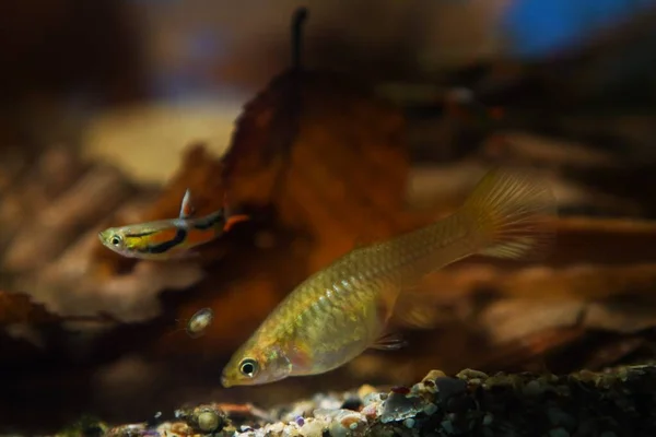 Édesvízi Akvárium Törpe Hal Endler Guppy Fiatal Férfi Udvarlás Egy — Stock Fotó