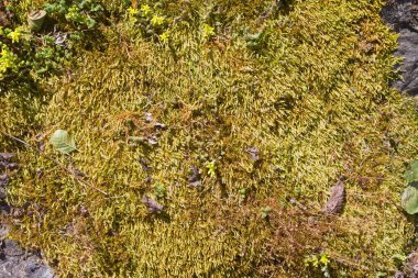 granit taş yüzeyi yoğun yosun ve liken büyümesiyle kaplıdır. Sıcak bahar güneşinde doğal desen, yatay soyut doku arka plan.