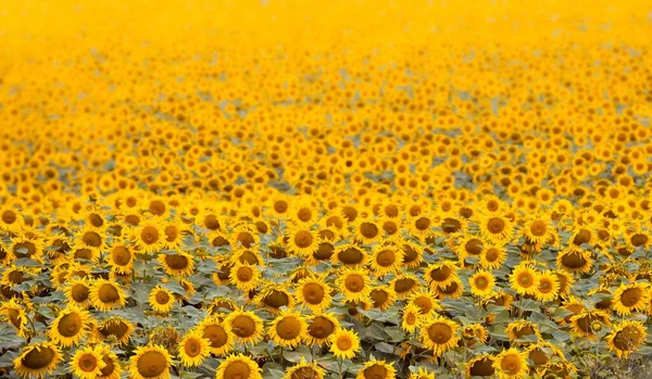 Endless Agricultural Field Landscape Sunflower Flowers Peaceful Quiet Harvest Time — Stock Photo, Image