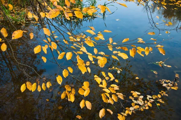 Ulmenzweige Mit Gelben Abgefallenen Blättern Schwimmen Auf Stiller Wasseroberfläche Kalter — Stockfoto