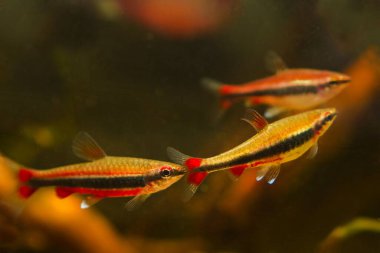 Yetişkin kalem balığı sürüsü. Biotope tasarım akvaryumu. Loş ışık. Kahverengi tanin lekeli su.
