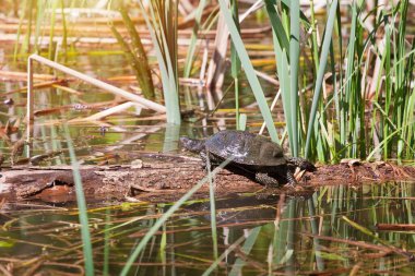 Avrupa gölet terrapini, Emys orbicularis, yetişkin tatlı su kaplumbağası, sabah güneşinde düşen bir ağaç kütüğünün üzerinde dinleniyor, kendini sıcak güneş ışınlarında ısıtıyor, bir tarım arazisinde terk edilmiş bir gölette.
