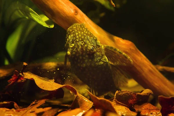 Ancistrus Peixe Gato Bushynose Bonito Pacífico Útil Loricariidae Espécies Comedoras — Fotografia de Stock