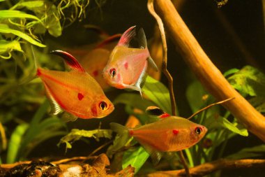 Sağlıklı ve etkin kanayan bir grup tetra yetişkin balığı yumurtlamaya hazır, Rio Negro havzasına özgü tatlı su balıklarını tutmak zor, doğa su akıntısı işareti