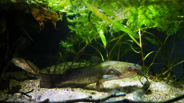 Dangerous Cosmopolitan Freshwater Predator Fish Channel Catfish Swim Water Plants — Stock Photo, Image