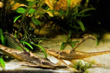 Sturisomatichthys panamense, barışçıl ve yardımsever tatlı su yosunları yiyen türler, doğanın kumu üzerinde 2 yetişkin su tasarımı tankı ekti.