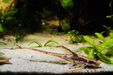 Sturisomatichthys panamense, barışçıl ve yararlı tatlı su yosunları yiyen türler, doğanın kum tabanına tüm vücut görünümü, su tankı dizayn etti.