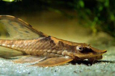 Royal Farlowella Catfish, huzurlu ve kullanışlı tatlı su yosunları yiyen türler, doğanın beyaz kum tabanında makro portre, su tasarım tankı ekildi.