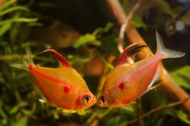 fight for territory of strong adult males of bleeding heart tetra, typical blackwater characin fish behaviour in blackwater biotope aquarium, endemic of Rio Negro basin clipart