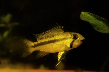 Yetişkin dişi Apistogramma cacatuoides, popüler tatlı su cücesi cichlid tuhaf poz, Amazon ve Solimoes doğa su işareti, düşük ışık asitli habitat