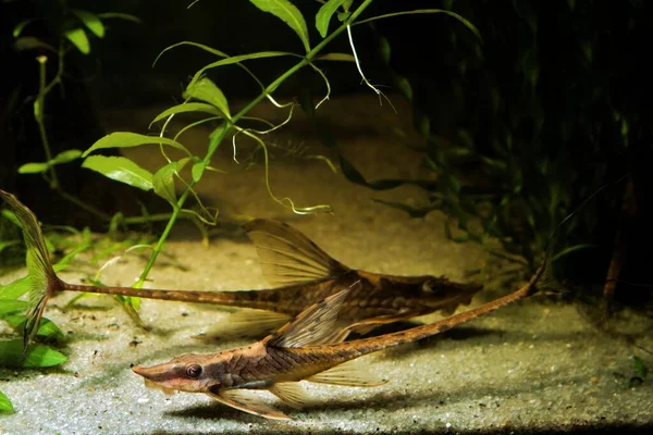 Sturisomatichthys Panamense Fredlig Och Hjälpsam Flamboyant Sötvatten Alger Ätare Arter — Stockfoto