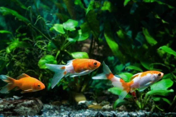 Grupo Peces Dorados Color Naranja Koi Raza Comercial Aqua Comercio — Foto de Stock
