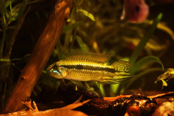 Dorosły Dziki Dominujący Samiec Apistogramma Mendezi Rzadki Karzeł Słodkowodny Cichlid — Zdjęcie stockowe