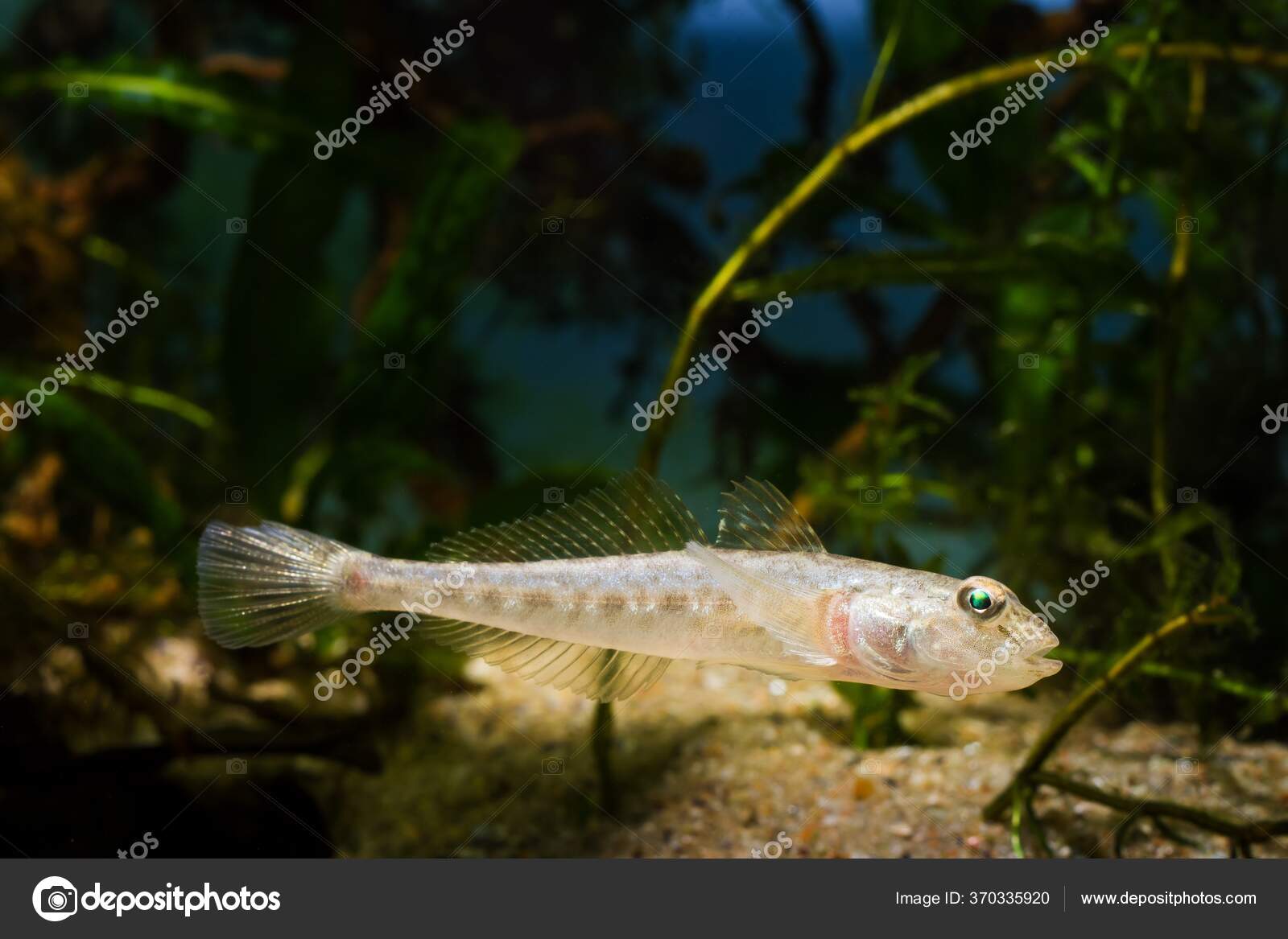 Macaco Goby Engraçado Juvenil Peixes Água Doce Rio Bug Sul — Foto ©  Valeronio #370335920, image size:1600x1167
