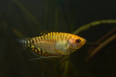 Cüce gourami, Trichogaster chuna 'nın yapay seleksiyon formu, Asya' dan gelen yaygın tatlı su aquatrade türleri, nano tanklar için en iyi seçim, doğa görüntüsünün güzelliği.
