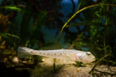 maymun goby, Güney Böcek nehrinden komik çocuk tatlı su balığı, biotope akvaryumunda rahat hisset, son derece uyumlu, aktif ve meraklı türler