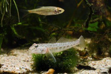 maymun goby, Güney Böcek Nehri 'nden komik çocuk tatlı su balığı, biotope akvaryumundaki cladophora otobüsünde dinleniyor, son derece uyumlu ve favori evcil hayvan türü