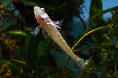 maymun goby, Güney Böcek Nehri 'nden komik yavru tatlı su balığı, Biotope akvaryumunda böcek avı yakalamak için yüzeye yüzer, son derece uyumlu, aktif ve meraklı türler