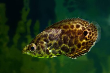 Leopar çalı balığı, egzotik ve komik tatlı su labirenti türleri Kongo, Orta Afrika 'dan, dikkatli yırtıcı, ürkek toplum hayvanı, doğa konseptinin güzelliği