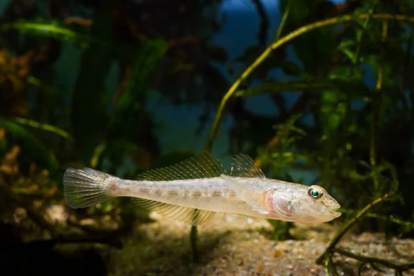 Обезьяна Goby Смешной Несовершеннолетний Пресноводных Рыб Реки Южный Буг Чувствовать — стоковое фото