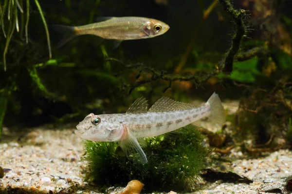 maymun goby, Güney Böcek Nehri 'nden komik çocuk tatlı su balığı, biotope akvaryumundaki cladophora otobüsünde dinleniyor, son derece uyumlu ve favori evcil hayvan türü